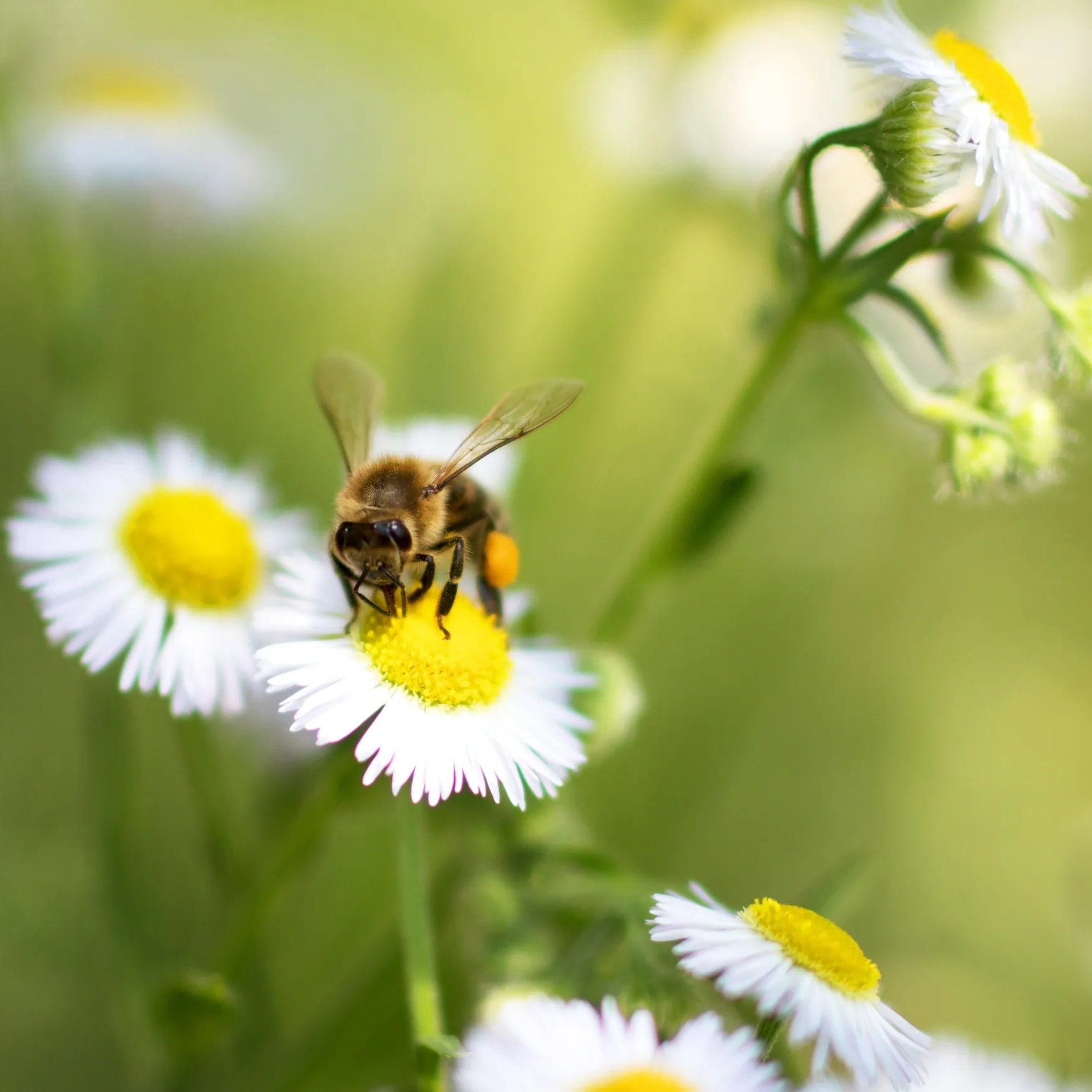 Euryale Naturals — natural sourcing from Indian beekeepers
